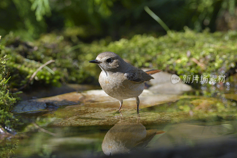 女红start洗涤(Phoenicurus Phoenicurus)